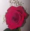 lindawatson349